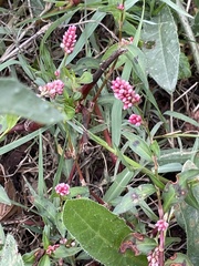 Persicaria