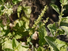 Rumex dentatus