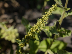 Rumex dentatus