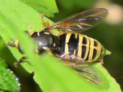 Temnostoma excentrica