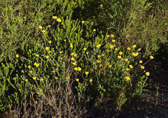 Helichrysum anomalum