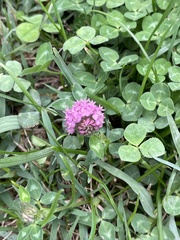 Trifolium pratense