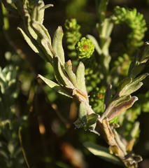 Helichrysum anomalum