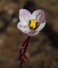 Drosera alba