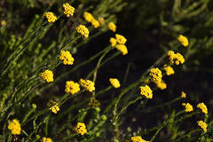 Helichrysum anomalum