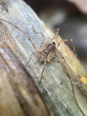 Lophopilio palpinalis