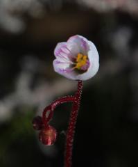 Drosera alba