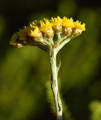 Helichrysum anomalum