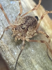 Lophopilio palpinalis