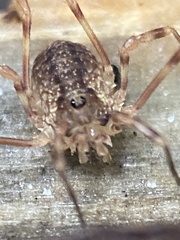 Lophopilio palpinalis