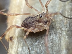 Lophopilio palpinalis