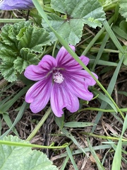 Malva sylvestris