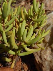 Crassula subaphylla virgata