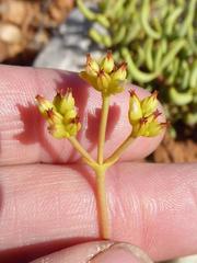 Crassula subaphylla virgata
