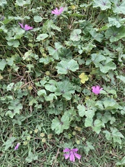 Malva sylvestris
