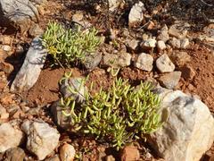 Crassula subaphylla virgata