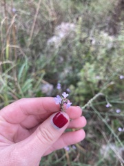 Verbena officinalis