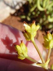 Crassula subaphylla virgata