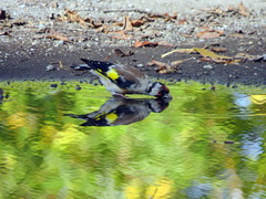 Carduelis carduelis