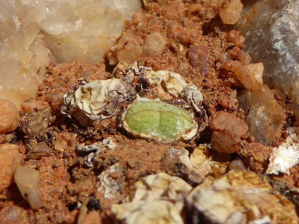 Conophytum violaciflorum, Namakwa, ZA-NC, ZA