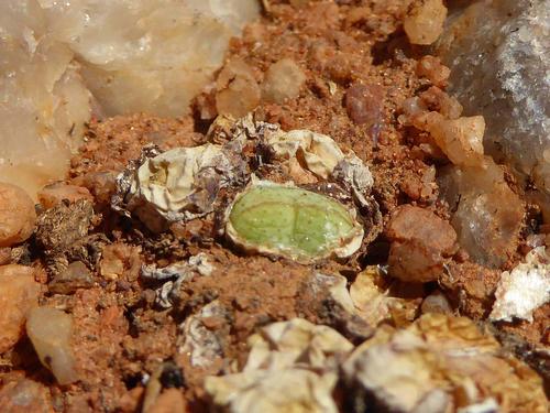 Conophytum violaciflorum