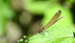 Calopteryx virgo