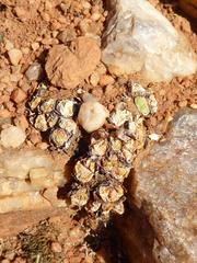 Conophytum violaciflorum