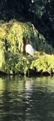Egretta garzetta