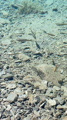 Phoxinus septimaniae