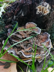 Bjerkandera adusta