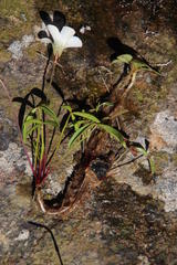 Oxalis oligophylla