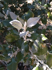 Brachylaena discolor