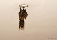 Rhinolophus hildebrandtii