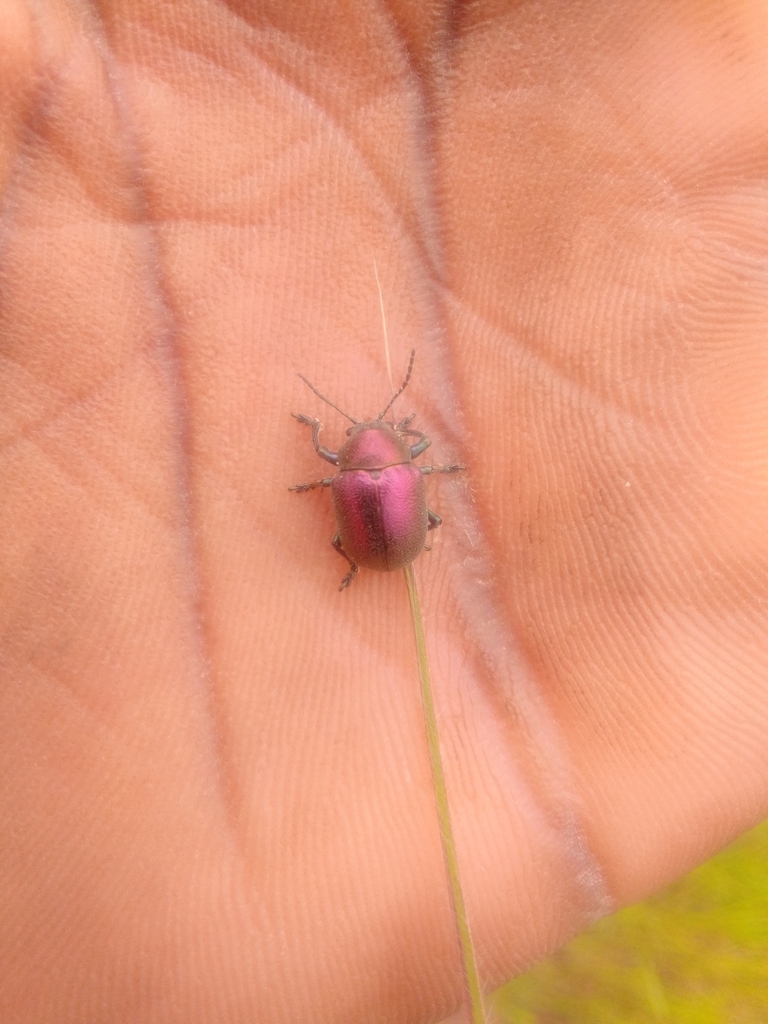 Colasposoma velutinum