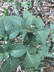 Solanum nigrum