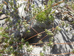 Adenogramma glomerata