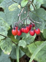 Solanum dulcamara