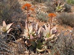 Aloe komaggasensis