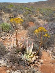 Aloe komaggasensis