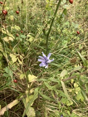 Cichorium intybus