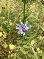 Cichorium intybus