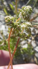 Adenogramma glomerata