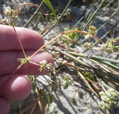 Adenogramma glomerata