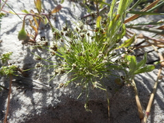 Isolepis antarctica