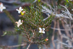 Lachnaea filicaulis