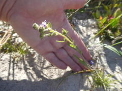 Phyllopodium cephalophorum
