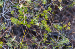 Lachnaea filicaulis