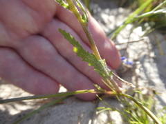 Phyllopodium cephalophorum
