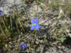 Heliophila refracta