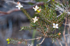 Lachnaea filicaulis